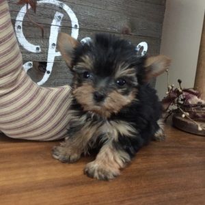 Meet your Posher, Marissa